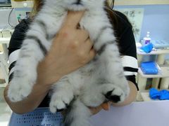 -喵的天空名猫咖啡馆·撸猫·猫舍·用品