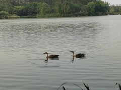 -翠湖国家城市湿地公园