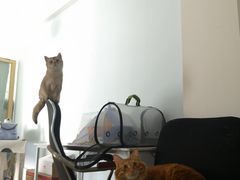 -袖虎·猫馆(体育西路店)
