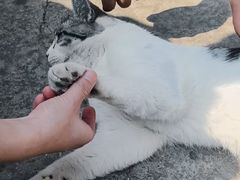 -西安大兴善寺