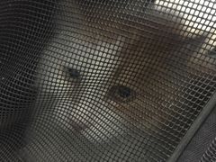 -北京赛佳动物医院