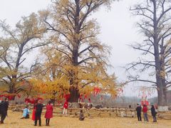 -千年银杏谷文化旅游区