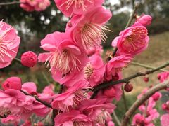 -秀丽东方