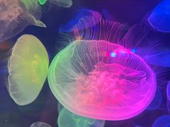 -太平洋海底世界