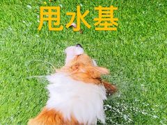 -汪说喵讲宠物乐园宠物酒店(红星美凯龙店)