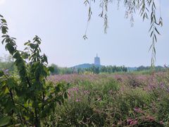 -永定河休闲森林公园