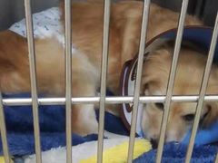 -A猫a狗全科·犬猫异宠·芥西宠物医院(南开总院)