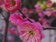 -苏州文庙(姑苏区)