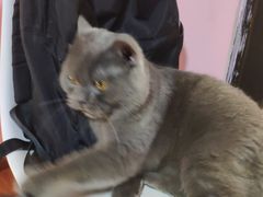 -李小姐の猫咖啡馆(五角场店)