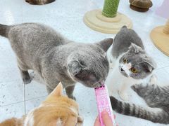 -喵园·猫主题咖啡厅·撸猫·猫咖(国贸店)