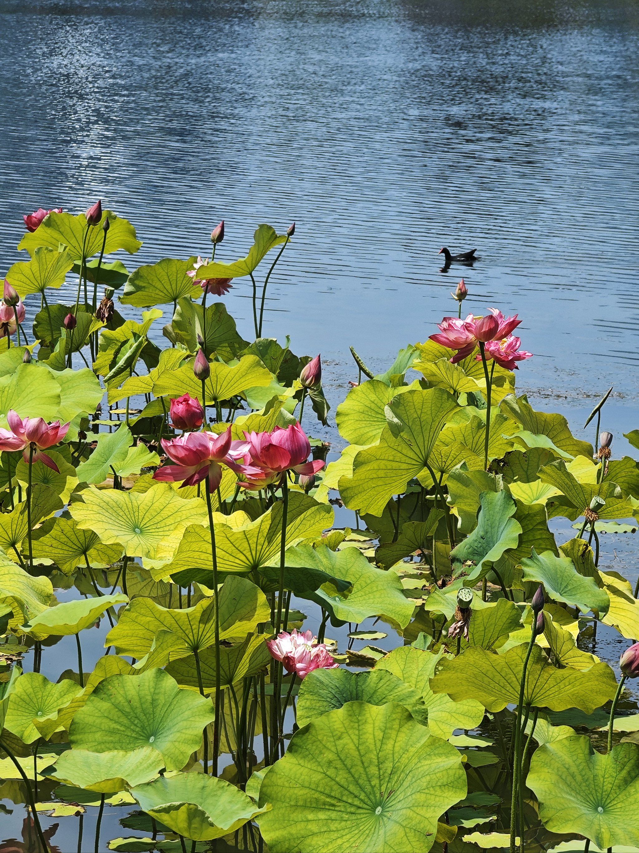 上海植物园第一批荷花已上线