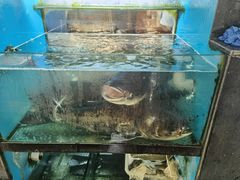 -全乐鱼馆·淳牌有机鱼直营店