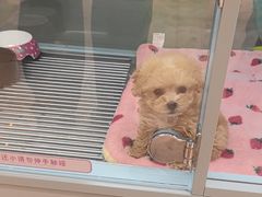 -FAELING PETS美天灵宠物(合生汇店)