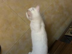 -宠颐生动物医院·猫科·心脏科(海口分院)