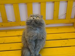 -我爱猫咪·猫咖·狗咖·安哥拉兔·羊驼咖(小寨华旗店)