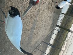 -盐城丹顶鹤湿地生态旅游区