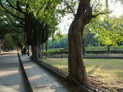 -中山大学学者灵芝(园南路店)