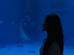 -海合安成都极地海洋公园