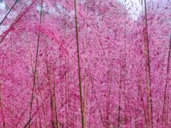 -艾溪湖湿地公园