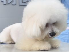 -博特宠物医院24h犬猫全科.骨科·异宠