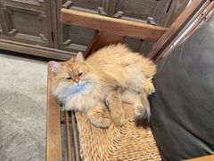 -自由生长植物工作室(深港花卉中心店)