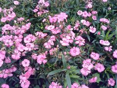 DSC01815-广州珠江公园