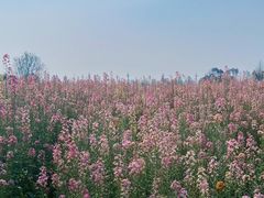 -中国天府农业博览园