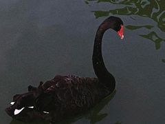 -无锡动物园·太湖欢乐园