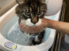 -PETKIT小佩宠物·低压洗护(国顺东路店)