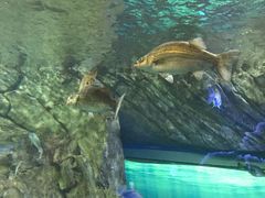 -瑞普利水族馆