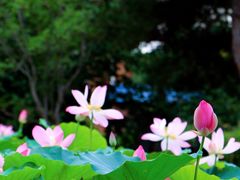 -国家植物园南园