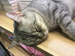 睡猫-小时光咖啡馆(开森度假森林店)