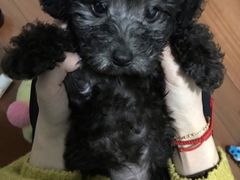 -翊宠yipet猫狗购宠庄园犬舍•猫舍