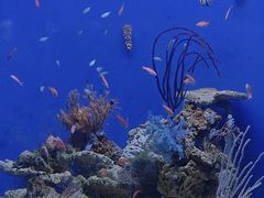 -江和美海洋公园