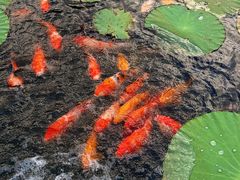 -昆山城市生态森林公园