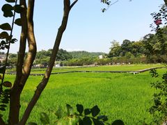 -红山村