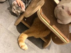 -飞行喵MR PILOT|猫舍·猫咖(静安大融城店)