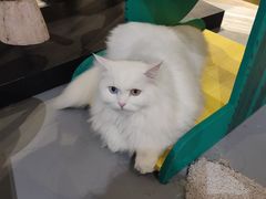 -小时光咖啡馆(开森度假森林店)