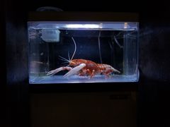 -宠物世家(仲盛世界商城店)