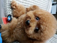 android_upload_pic-中农大我爱我爱24h动物医院·中医针灸·猫专科·骨科医疗中心(双井店)