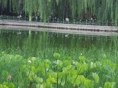 -康庄公园
