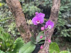 -中国科学院西双版纳热带植物园
