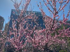 -桃花堤公园