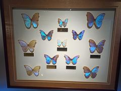 -上海昆虫博物馆