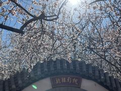 -桃花堤公园