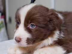 -翊宠yipet猫狗购宠庄园犬舍•猫舍