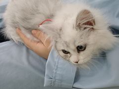 -汪喵宠物医院·骨科心脏影像·犬猫急重症ICU诊疗中心(成华分院)