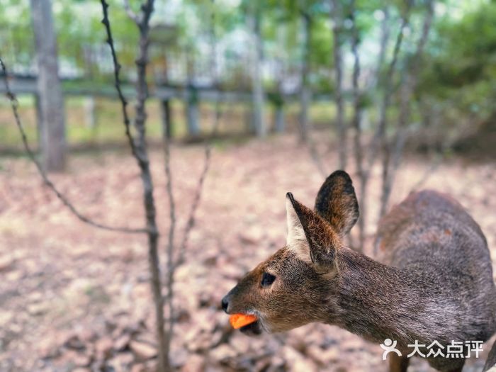 南海子公园图片
