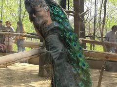 -石家庄市动物园