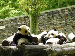 -成都动物园